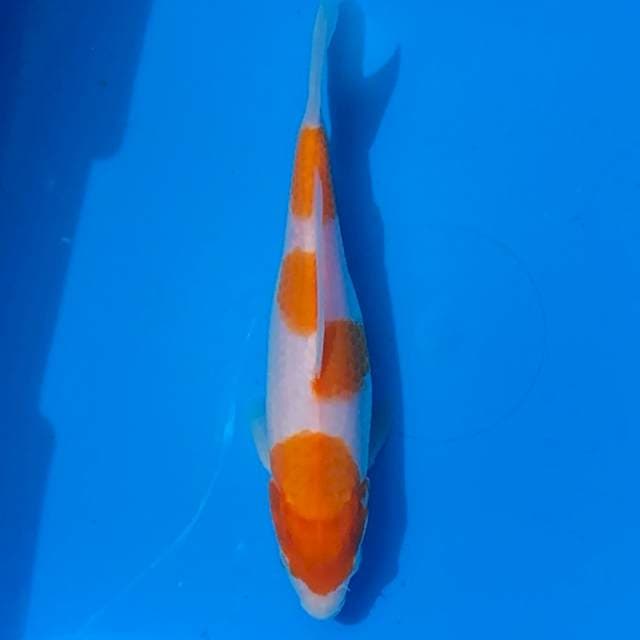 Kohaku
