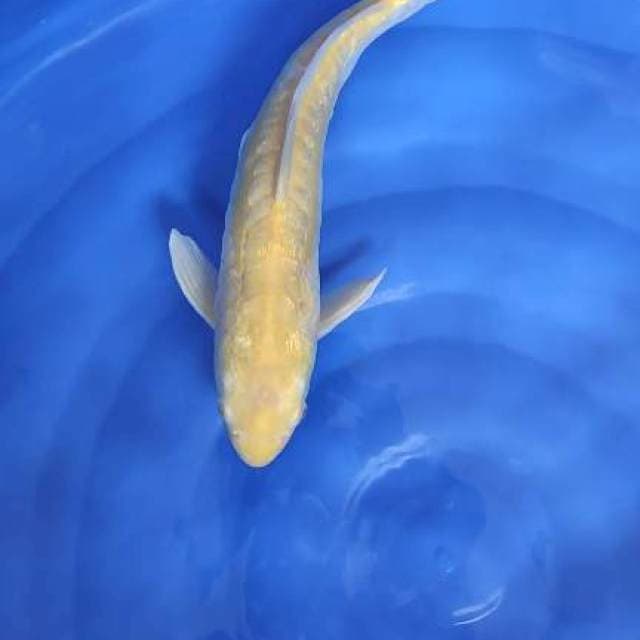 karashi mm 40cm jantan