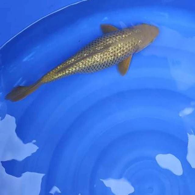 midorighoi ginrin 36cm