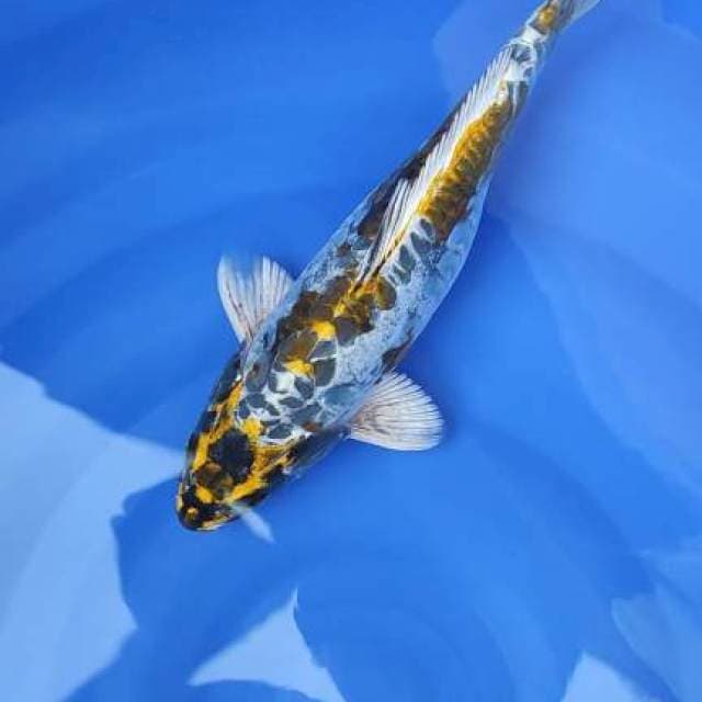 kogane 29cm