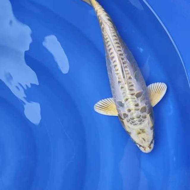 kin mukashi 38cm