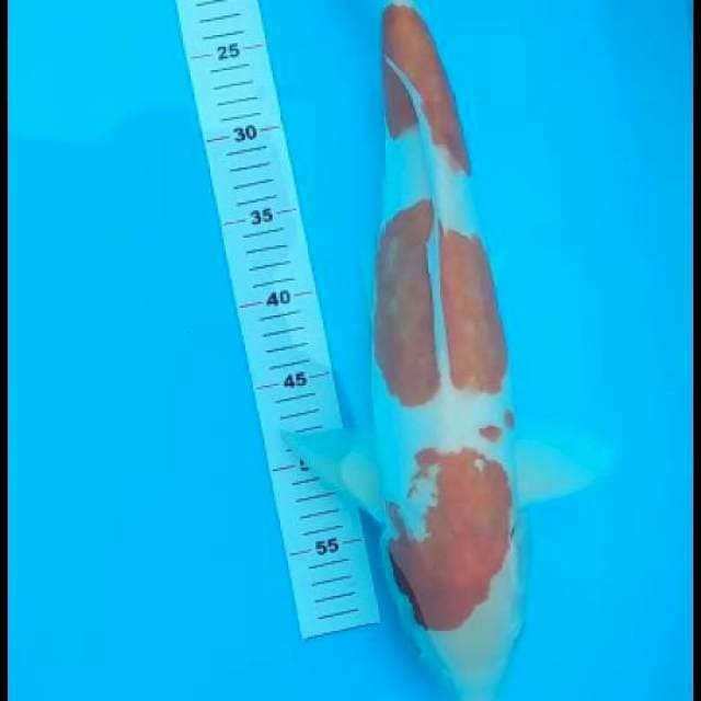 51cm Jantan Doitsu