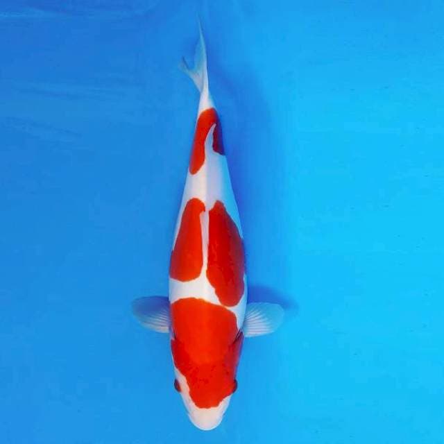 YORI 1 - KOHAKU DOITSU ®