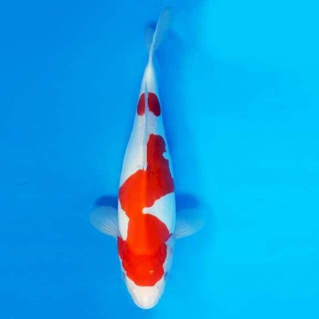 YORI 10 - KOHAKU DOITSU ®