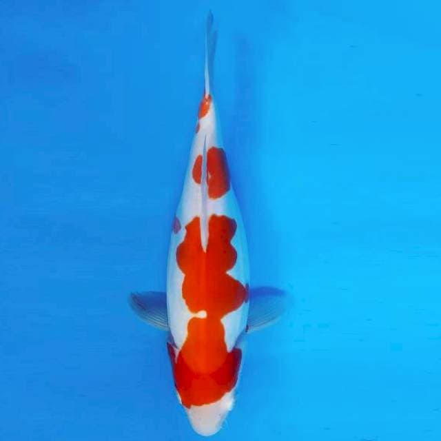 YORI 11 - KOHAKU DOITSU ®