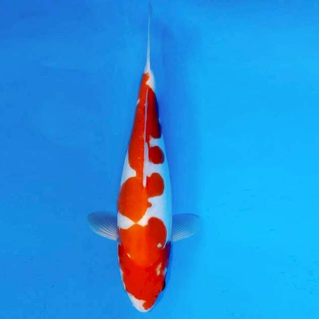YORI 14 - KOHAKU DOITSU ®