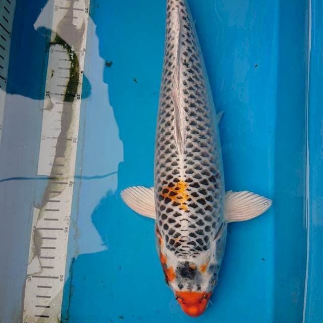 JUMBO KUJAKU 43 cm