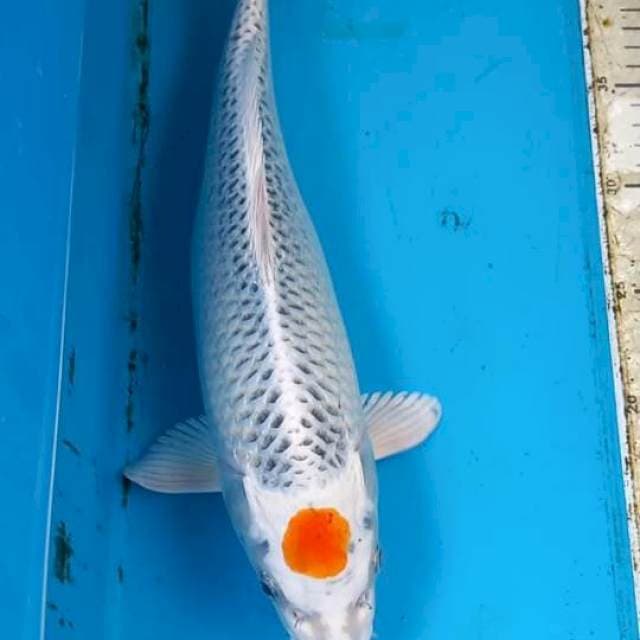 Tancho Kujaku 35cm
