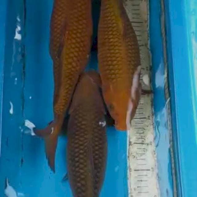 Chagoi 38-42cm 3 ekor