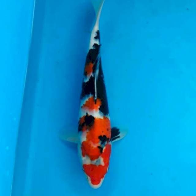 Showa Sansoku 33 cm