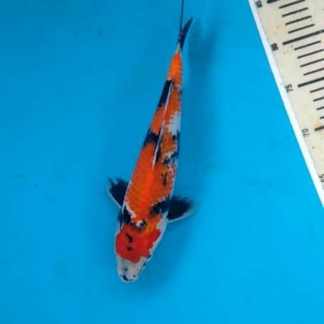 Showa 28 cm