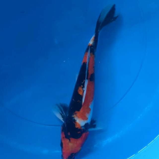 Showa 30cm