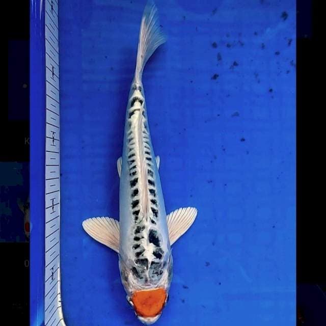TANCHO KUJAKU DOIT ~ 25 CM
