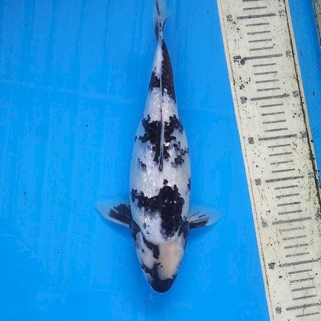 Siro ginrin 34cm