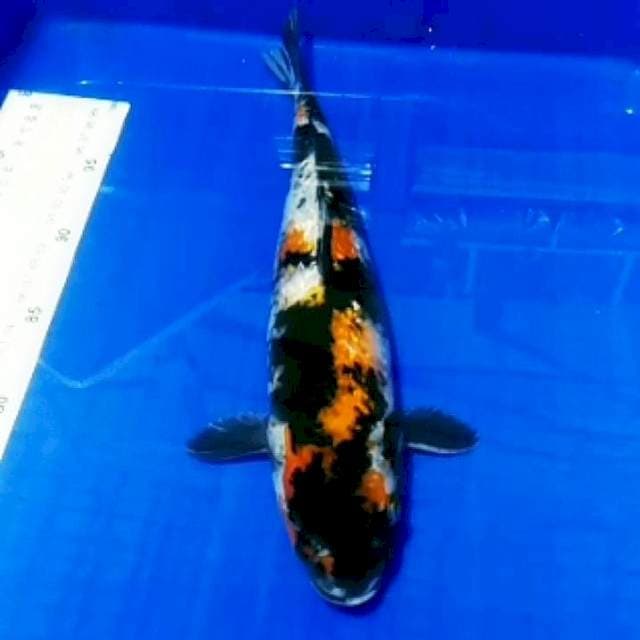 🔥Showa ginrin 34cm