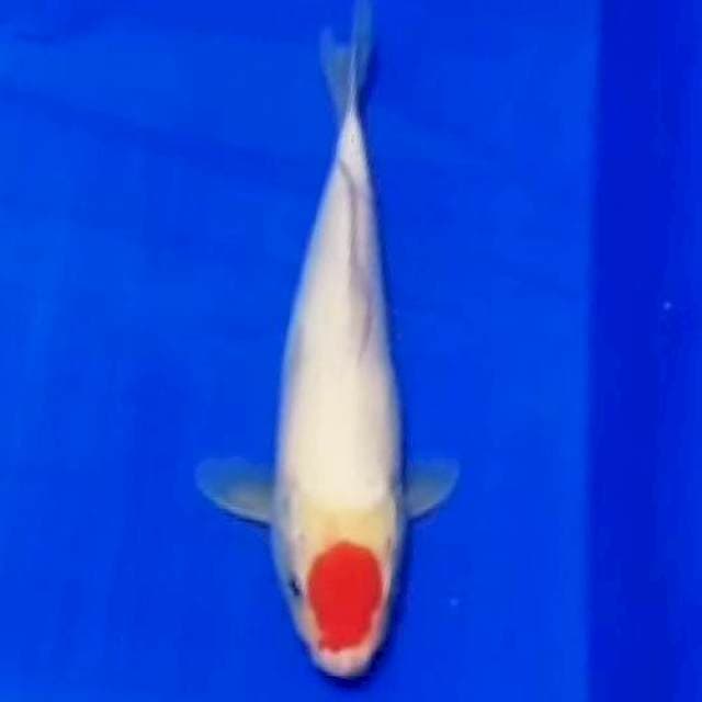 🔥Tancho Kohaku 30bu ORI