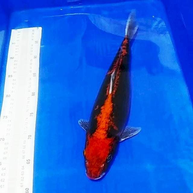 🔥BeniKumon 40bu