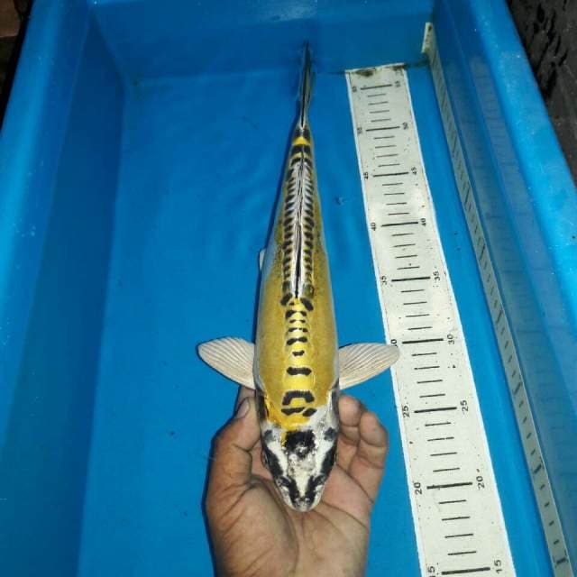 Kinkiko