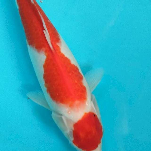 Kohaku