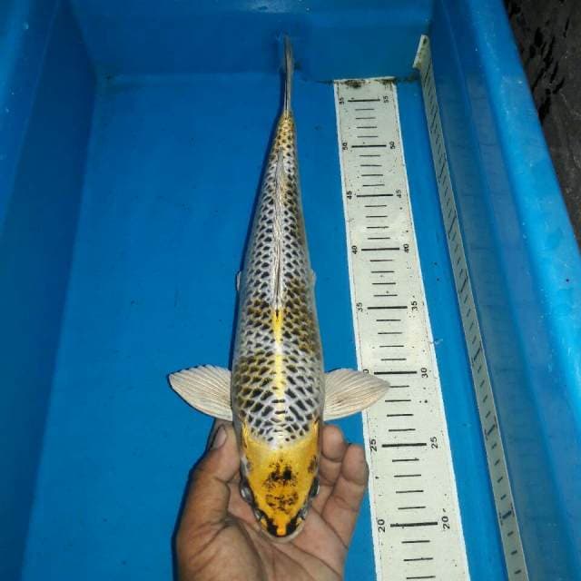 Kawari koleksi
