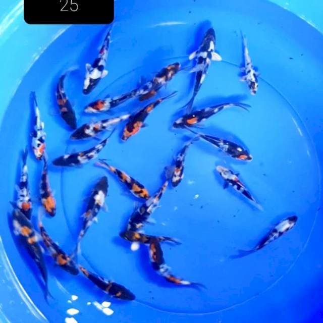 Ringan 11-14 cm