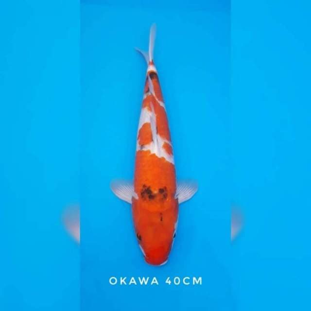 Showa okawa import