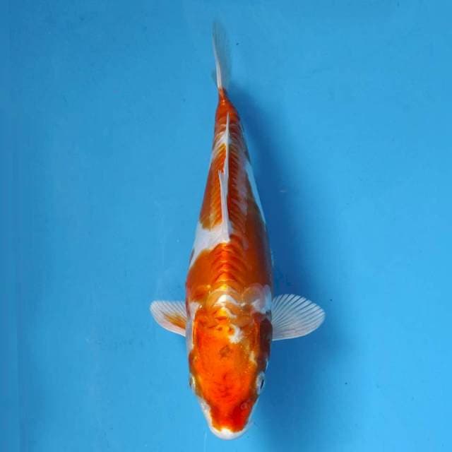 Maruhiro Kikushui