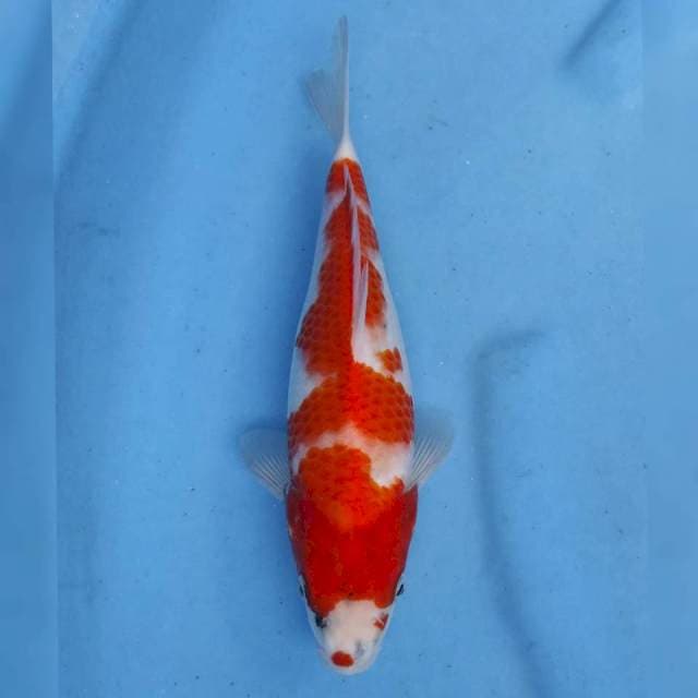 Maruhiro Showa
