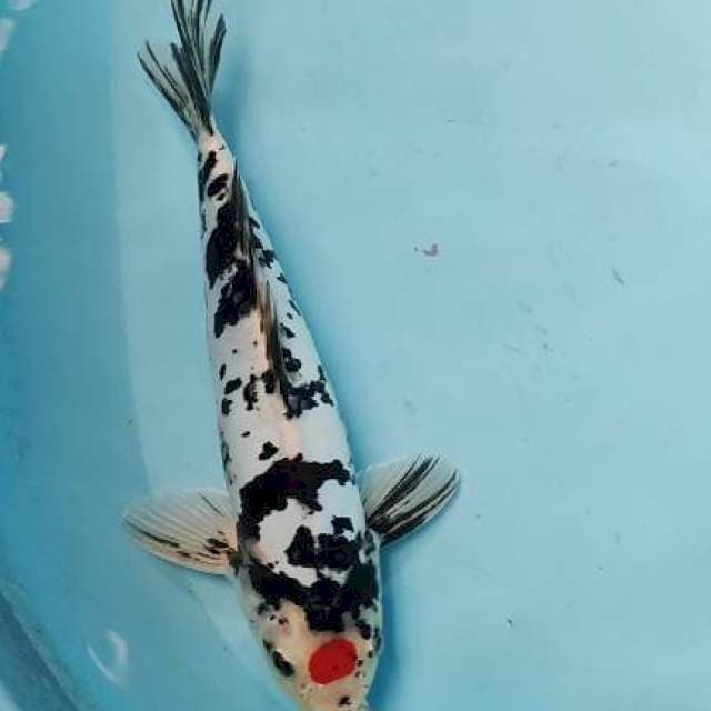 Tancho
