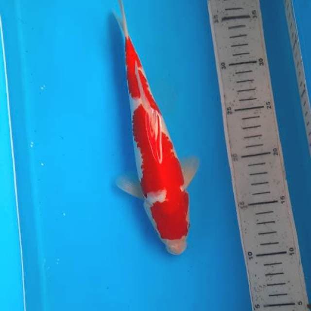 Kohaku 27cm