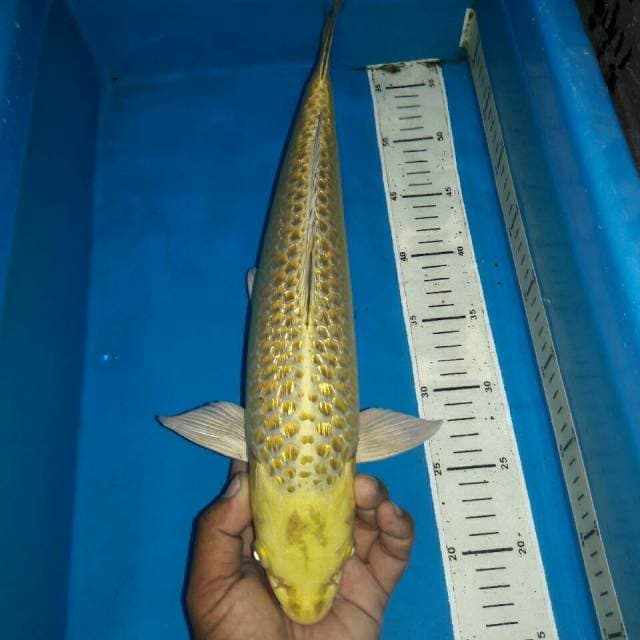 Mukasi full ginrin bersih body jumbo