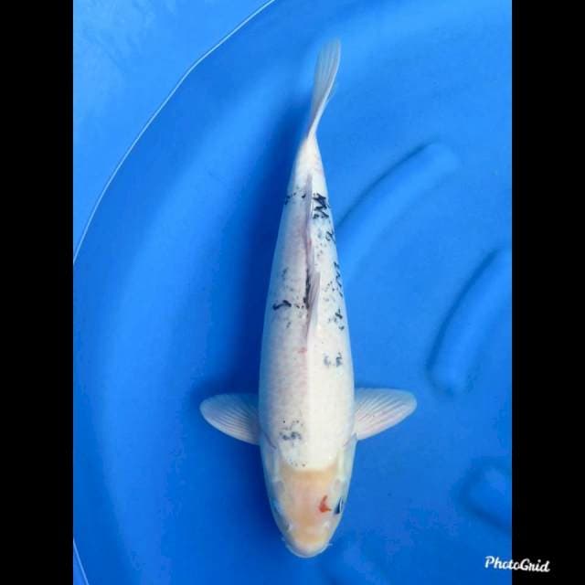 49cm , Jumbo Shiro Ttaegoi