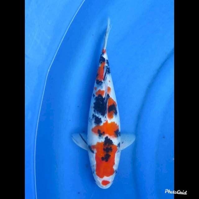 32cm , Taisho Sanke