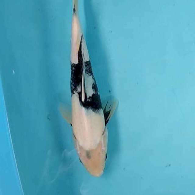 Shiro 28cm A female