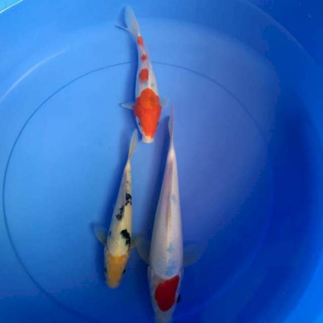 Mix Tancho-sanke-bekko
