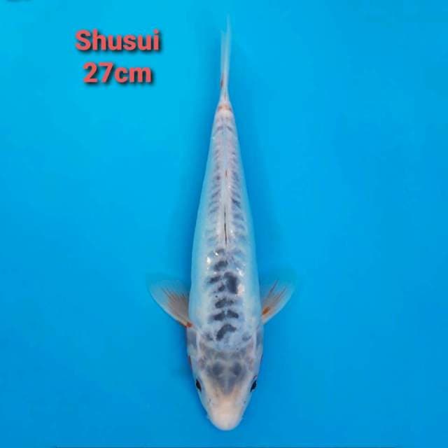 Shusui 27cm