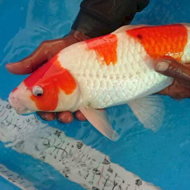 kohaku male munuk onta strong 44cm