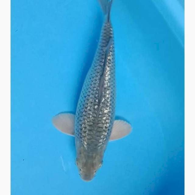 Soragoi punuk