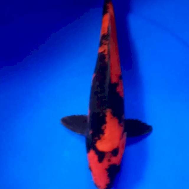 HI UTSURI F1 MOMOTARO