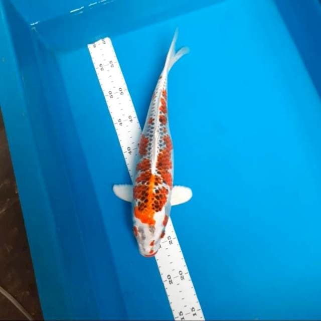 Kujaku 34cm