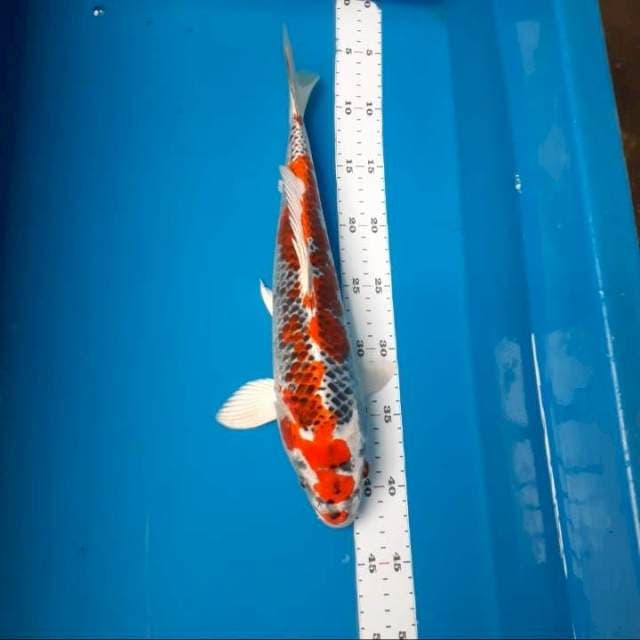Beni gingga 37cm