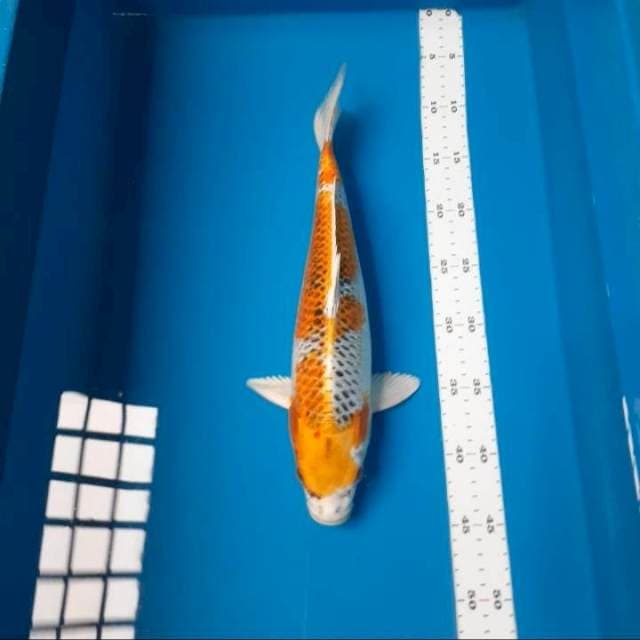 Kujaku 36cm