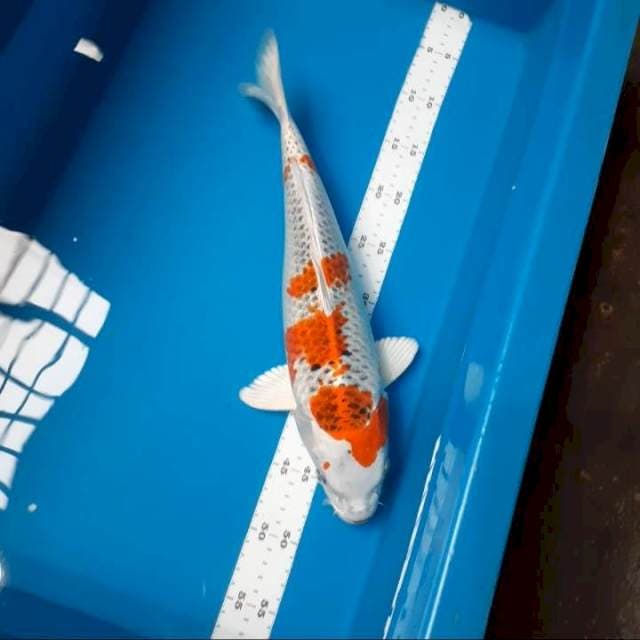Kujaku 40cm