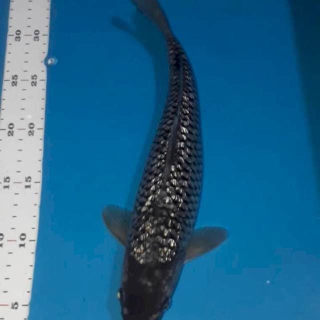 Soragoi ginrin 31cm
