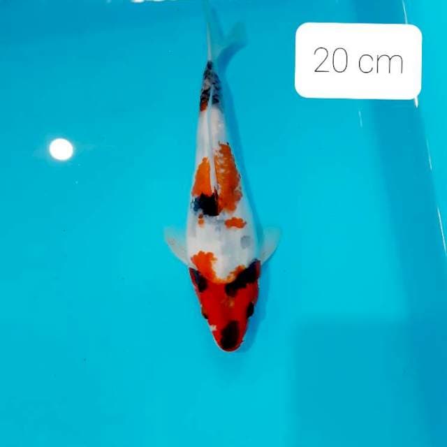 Shot body 20 cm