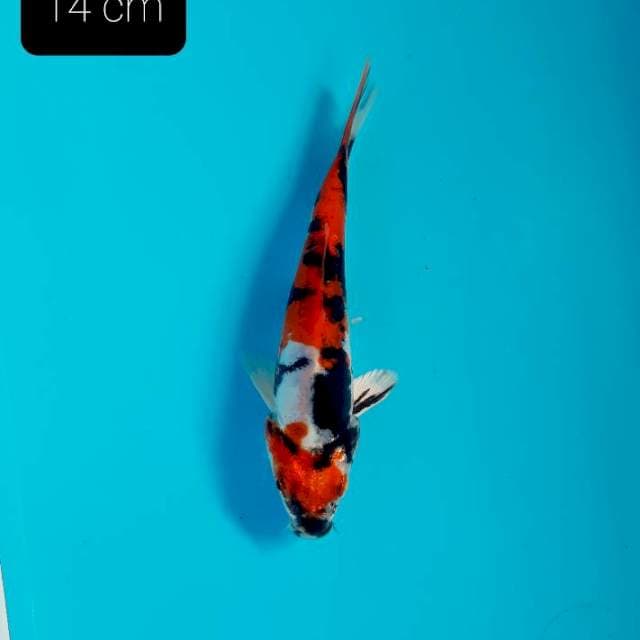 Doitsu 14 cm