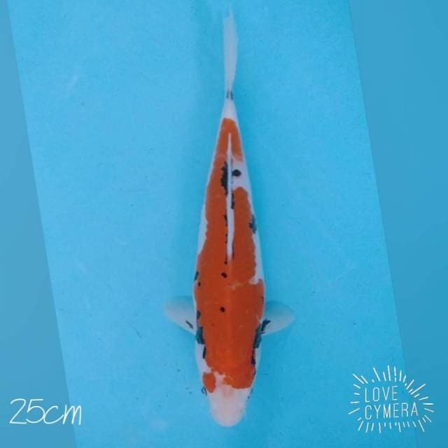 Matsukawabake 25cm