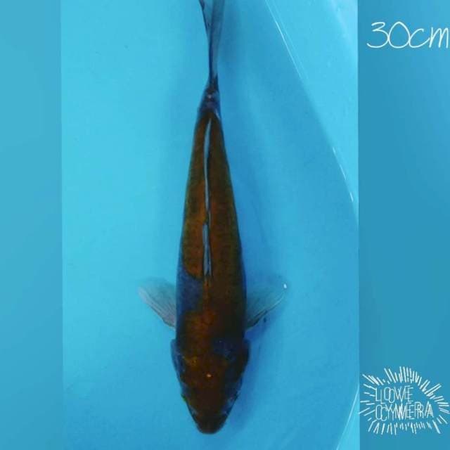 Ociba DOID su 30cm