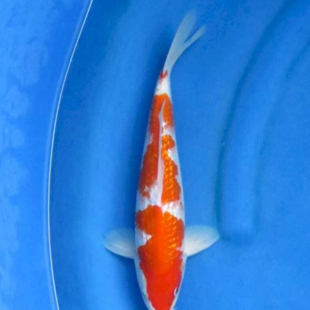 Ori kohaku ginrin 32 cm ml