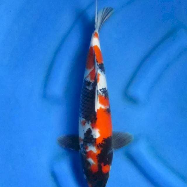 Ori showa 34cm ml